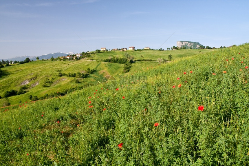 叶子场景意大利地区典型貌托斯卡纳景观图片