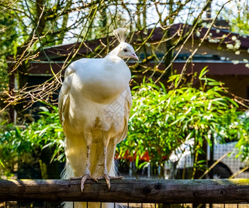 配种印度色素沉着来自亚洲的热带鸟类养殖业中的白孔雀流行颜色突变肖像图片