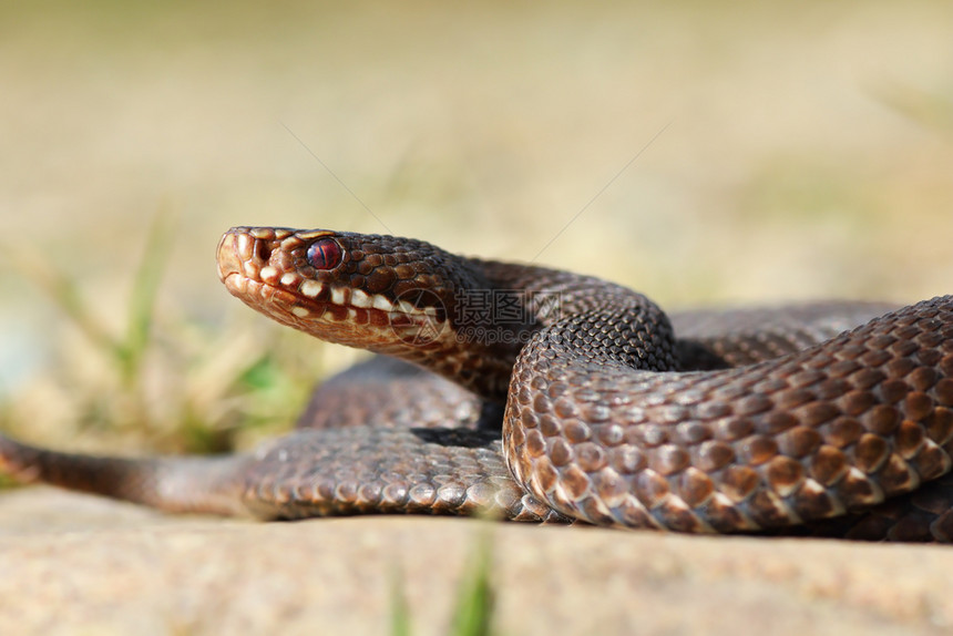 动物学共同的欧洲横越毒蛇Viperaberus灰色的冷血图片