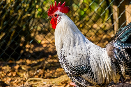 热带宠物动黑白鸡的美丽近身来自的流行种图片