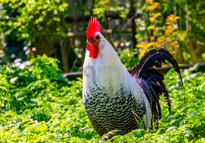 布拉克尔黑色和白制动鸡的美丽肖像来自的流行品种公鸡欧洲图片