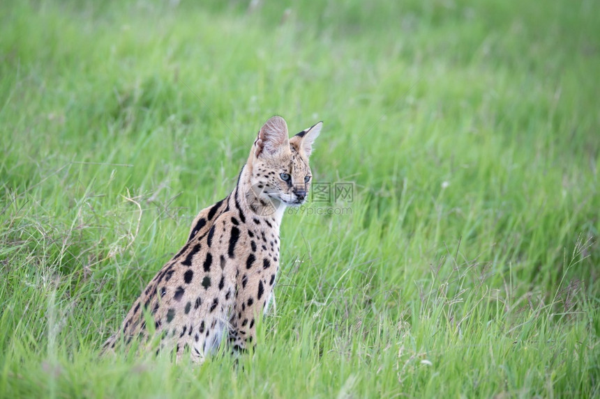 荒野捕食者肯尼亚热带草原上的观礼猫肯尼亚热带草原上的Servercat薮猫图片