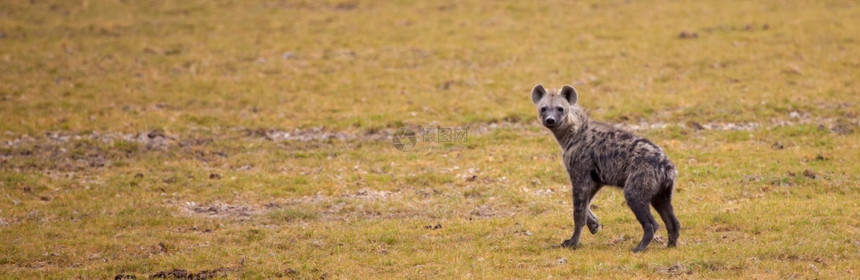 黑色的土狼正在肯尼亚草原上跑来去观察母亲番红花图片