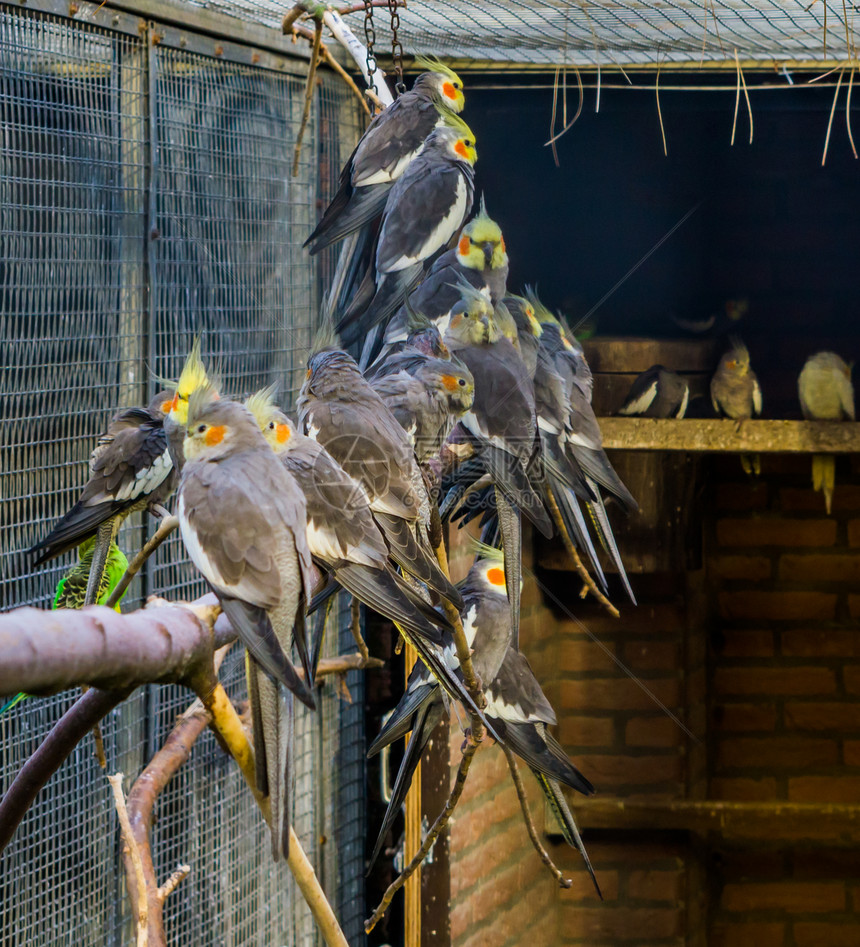 鸟类学保持波峰养殖业充斥着飞鹰来自澳大利亚的热带海冠鸟受欢迎宠物图片