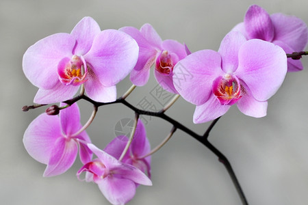 丰富多彩的香气大丽花粉红兰的美丽树枝在盛开的粉红兰花灰色美丽树枝上图片