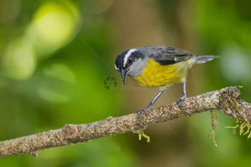 香蕉科埃雷巴flaveola热带雨林哥斯达黎加中美洲环境生态旅游鸟类学图片