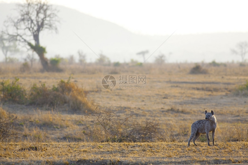荒野约根森日出时在草原的Hyena番红花图片