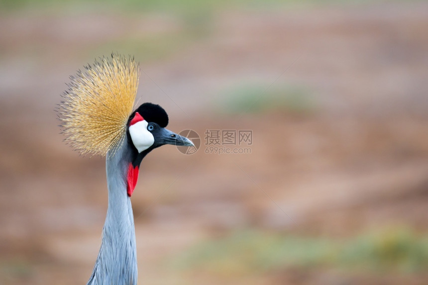 肯尼亚大草原上的一只五颜六色鸟肯尼亚大草原上的五颜六色鸟动物羽毛起重机图片