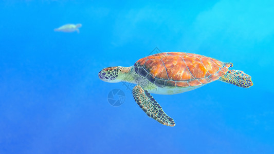 环境脚蹼在蓝色海水中游泳的绿龟洋图片