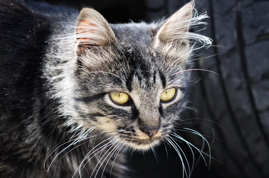 58皮卡黑的老猫关上亮光闪发狂怒宠物图片