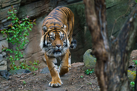 正面黑豹苏门答腊虎Pantheratigris肖像图片