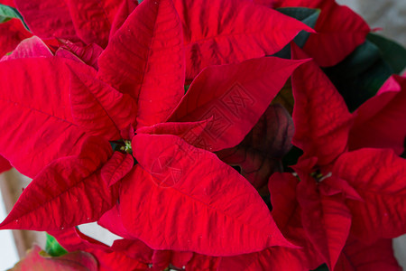 时间生动绿色红圣诞恒星花植物的关闭宏图片