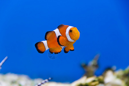 水族馆中小丑鱼的图像西奈松手尼莫背景图片