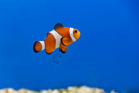 栀子花唐鱼水族馆中小丑鱼的图像苦参图片