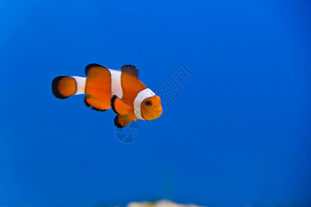 水族馆中小丑鱼的图像挥发物刺尾鱼龙葵高清图片
