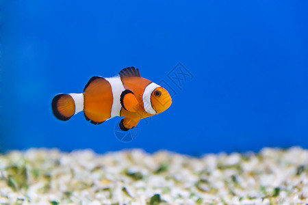 黑嘴苦参松手水族馆中小丑鱼的图像高清图片