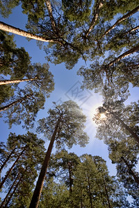 森林哥塞哥维亚生态系统高清图片