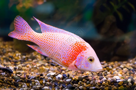 松手莱奥波尔迪水族馆红蛋白甲鱼的图像龙葵图片