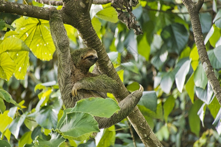 乌迪亚莱纳栖息地生物多样性高清图片
