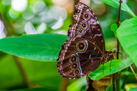 昆虫养殖墨西哥人美洲流行热带昆虫种的青蝴蝶亚马逊蓝红蝴蝶结图片