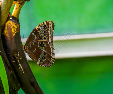 种美国洲广受欢迎的热带昆虫类青蓝白蝴蝶近距离切合肖像丰富多彩的背景