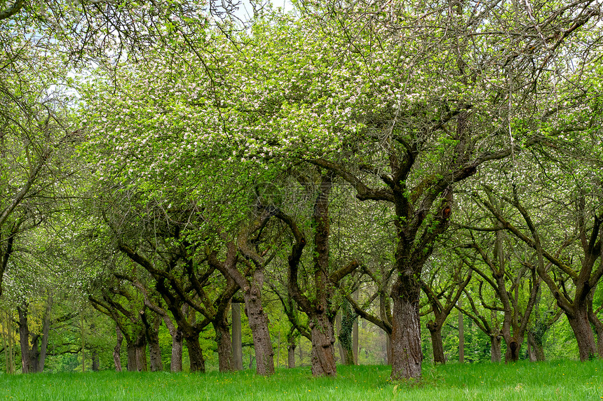 草森林樱桃果园在一排的樱树干小桃屋里在一排的樱树小巷环境图片