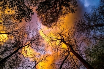 梧桐戏剧树向上看有阳光的死树自然图片