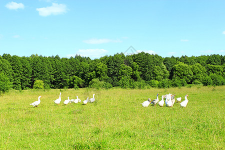 靠近白鹅在森林附的草地上飞行白鹅在森林附近的草地上飞行家禽起毛图片