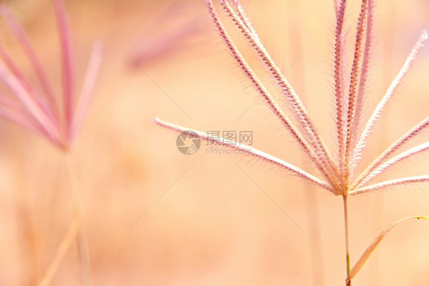 轻的一朵青草花有阳光照亮的本底麦栽培图片