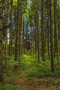 旅行夏天森林中树木的景象图片