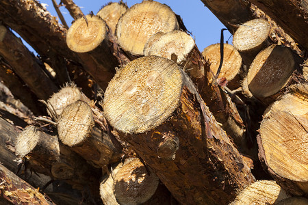 木材用于生产制品和建筑材料的松木采伐制的生产以及制松的生产吠环境图片