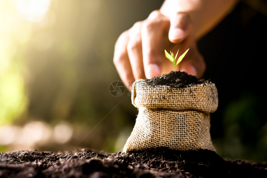 生活在肥沃的土壤上种植育苗袋中的幼而月经手则轻地与阳光照耀在一起抚摸放明亮的图片