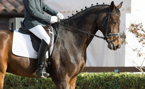 阉割外部西班牙着装马匹比赛的紧闭事阿拉伯图片