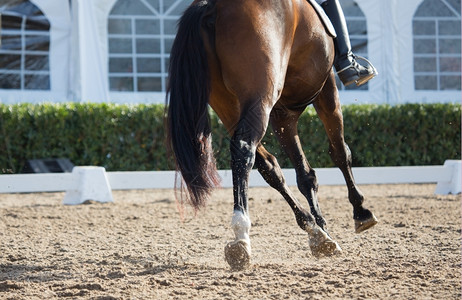 动物西班牙着装马匹比赛的紧闭事腿阉割图片