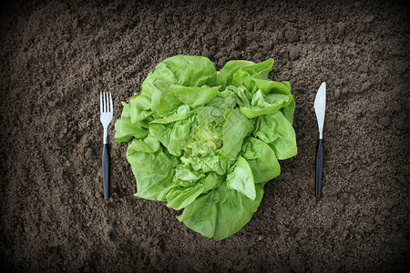 食物厨房园艺土壤中的叉子刀和生菜图片