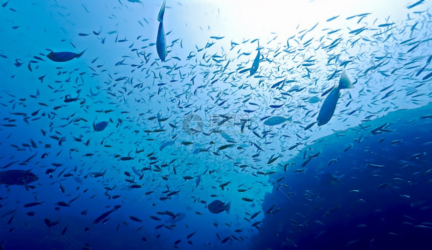 水族馆美丽的深蓝海鱼类学校光线图片