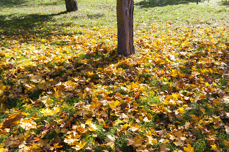 秋季种植树干在草地上生长树干秋天从枯木瓜小枝和其他干中落叶远足分支下图片