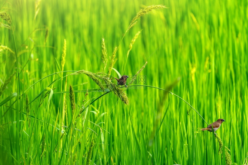 绿稻田中可爱的小鸟大自然背景荒野林地夏天图片