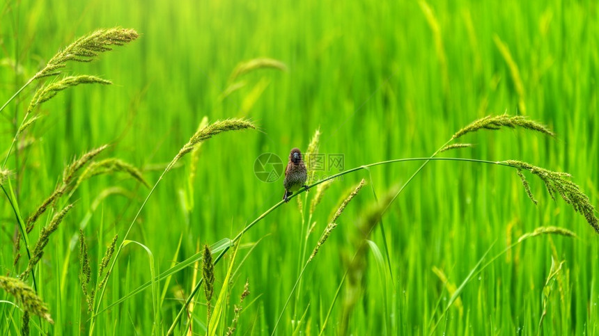 夏天冬绿稻田中可爱的小鸟大自然背景字段图片