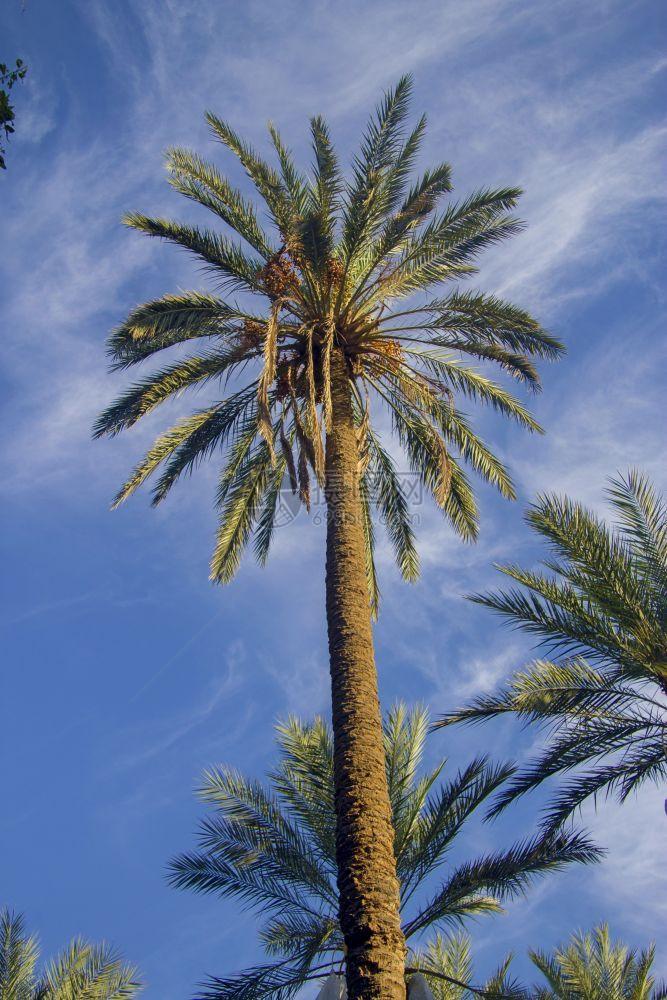 椰枣树水果与蓝天的实交接在绿洲中有白云和生束突尼斯图片