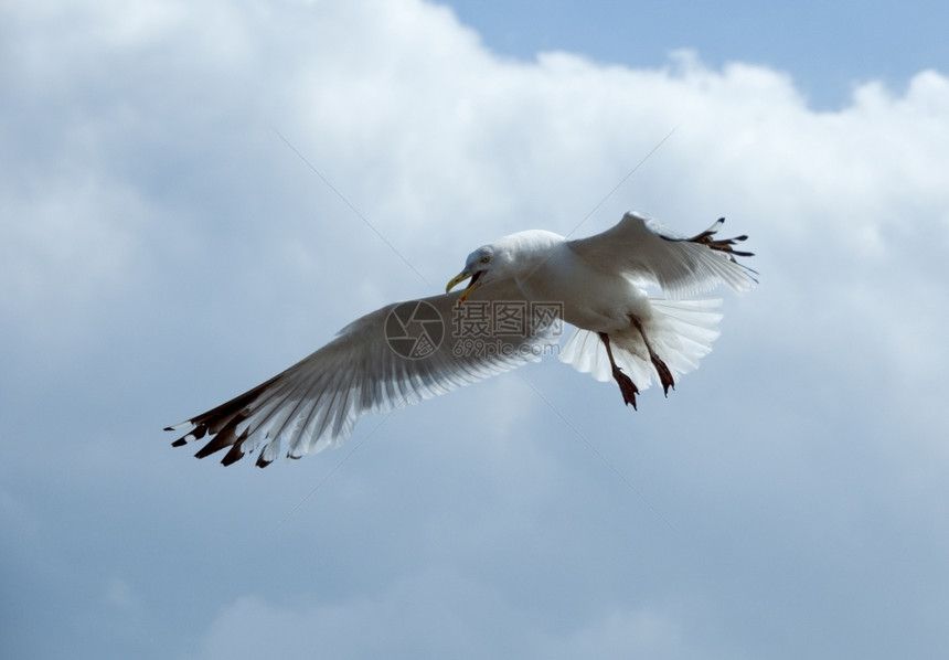 辉光海鸥在天空中飞翔云彩如背景航班喙图片