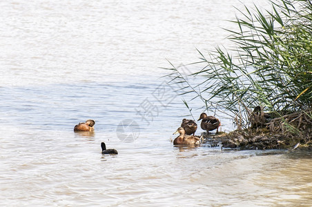 女池塘在岸边湖中游泳的鸭子春天图片