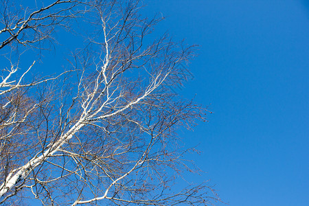 Birch树枝对蓝天春自然桦木图片