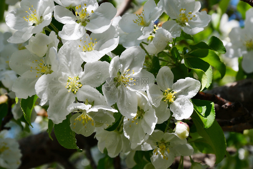 苹果树白色的花图片