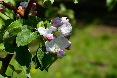 雨后苹果树花瓣图片