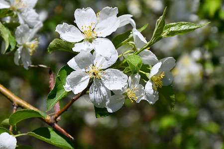 苹果树美丽的白花图片