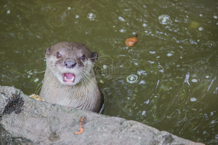 湿漉的棕色眼睛Otter在水中张开嘴图片