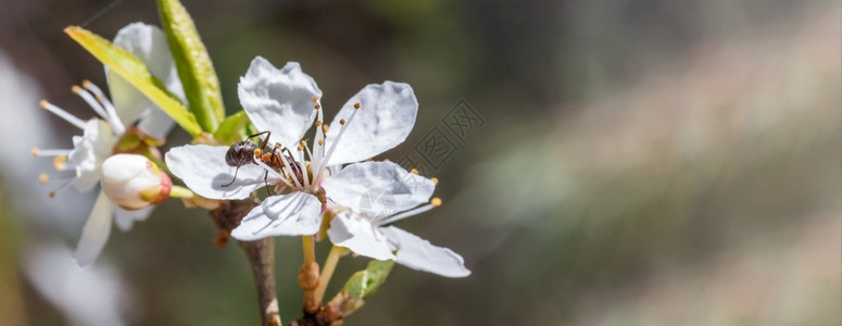 草新鲜的自然花里蚂蚁春天开花的昆虫树里蚂蚁树图片