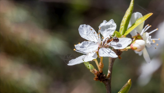 太阳团队户外花里的蚂蚁春天开花的昆虫树里蚂蚁树图片