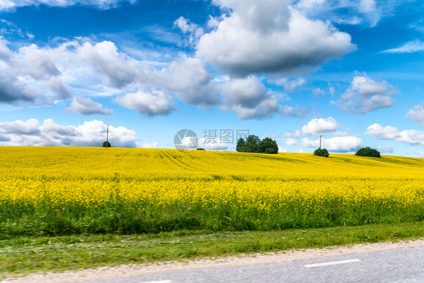 旅行春天在壮观的夏日从道路上看蓝天的黄色草甸在壮观的夏日从道路上看向蓝天的黄色草甸树图片